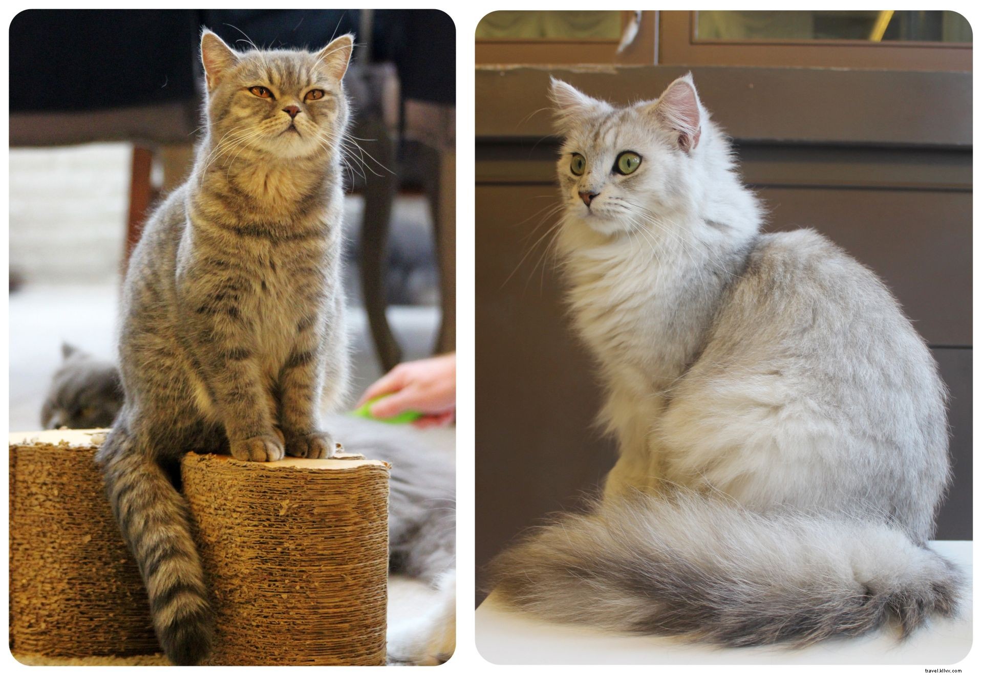 Pattes, moustaches et cappuccinos : immersion au Cat Café de Bangkok