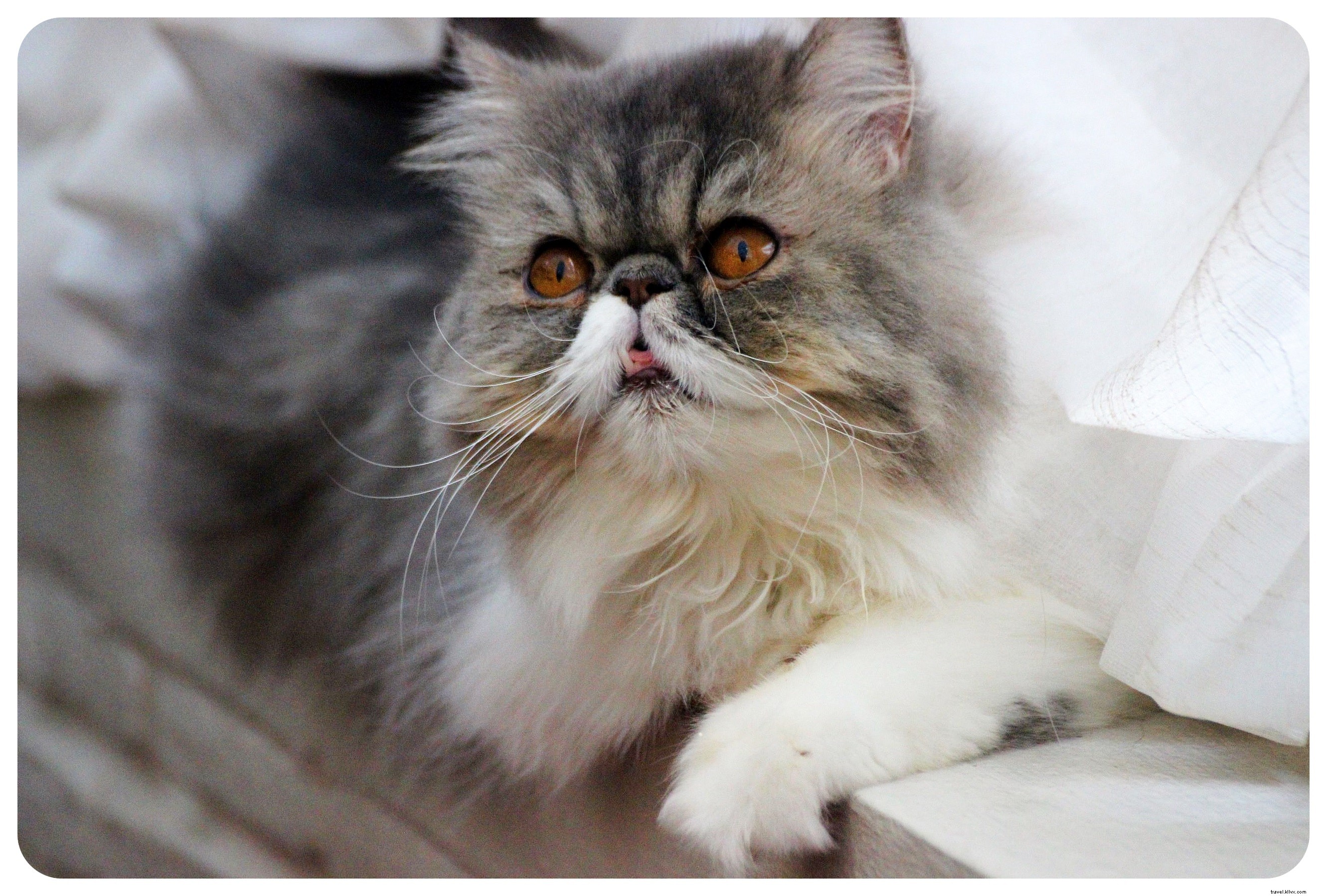 Pattes, moustaches et cappuccinos : immersion au Cat Café de Bangkok