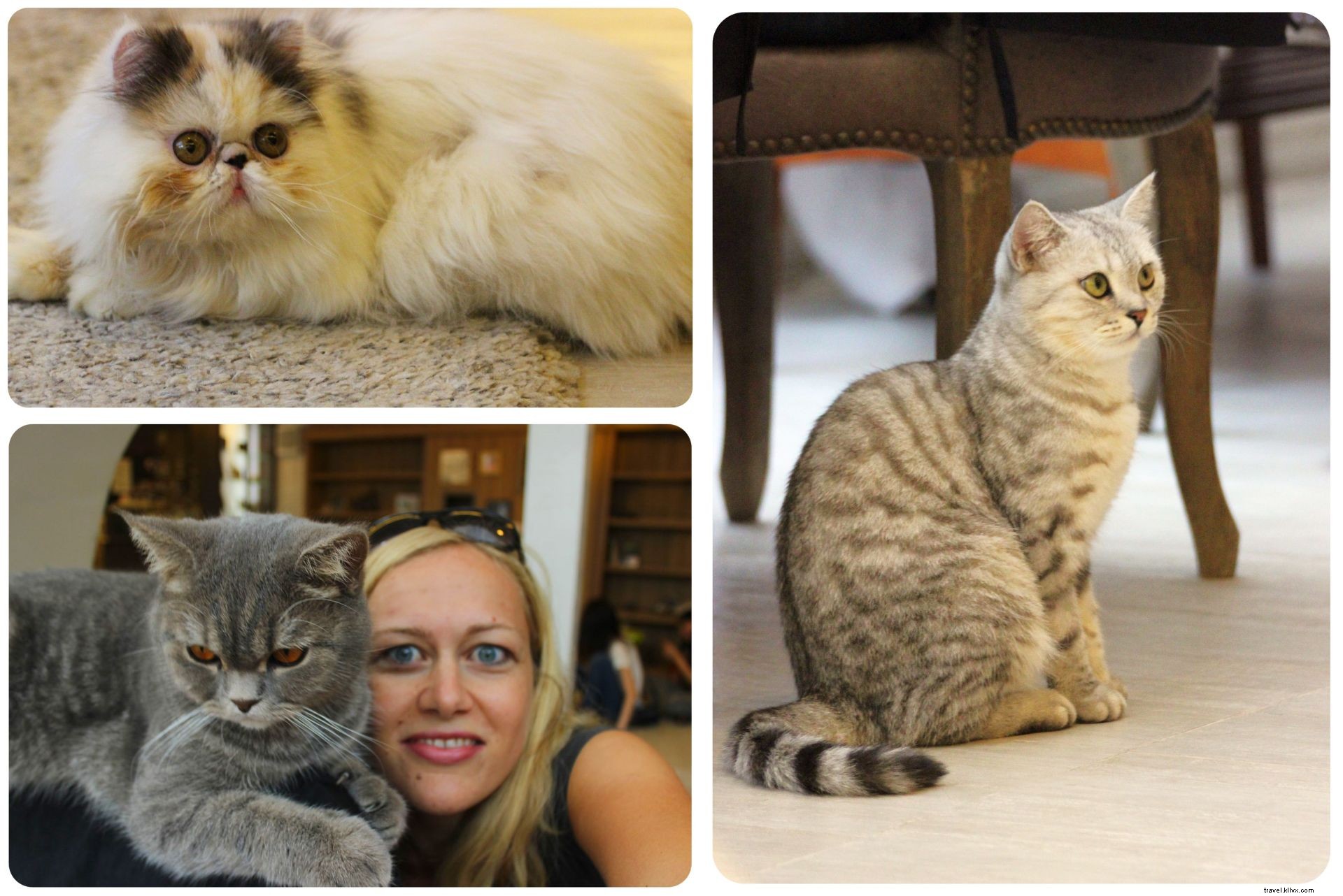 Pattes, moustaches et cappuccinos : immersion au Cat Café de Bangkok