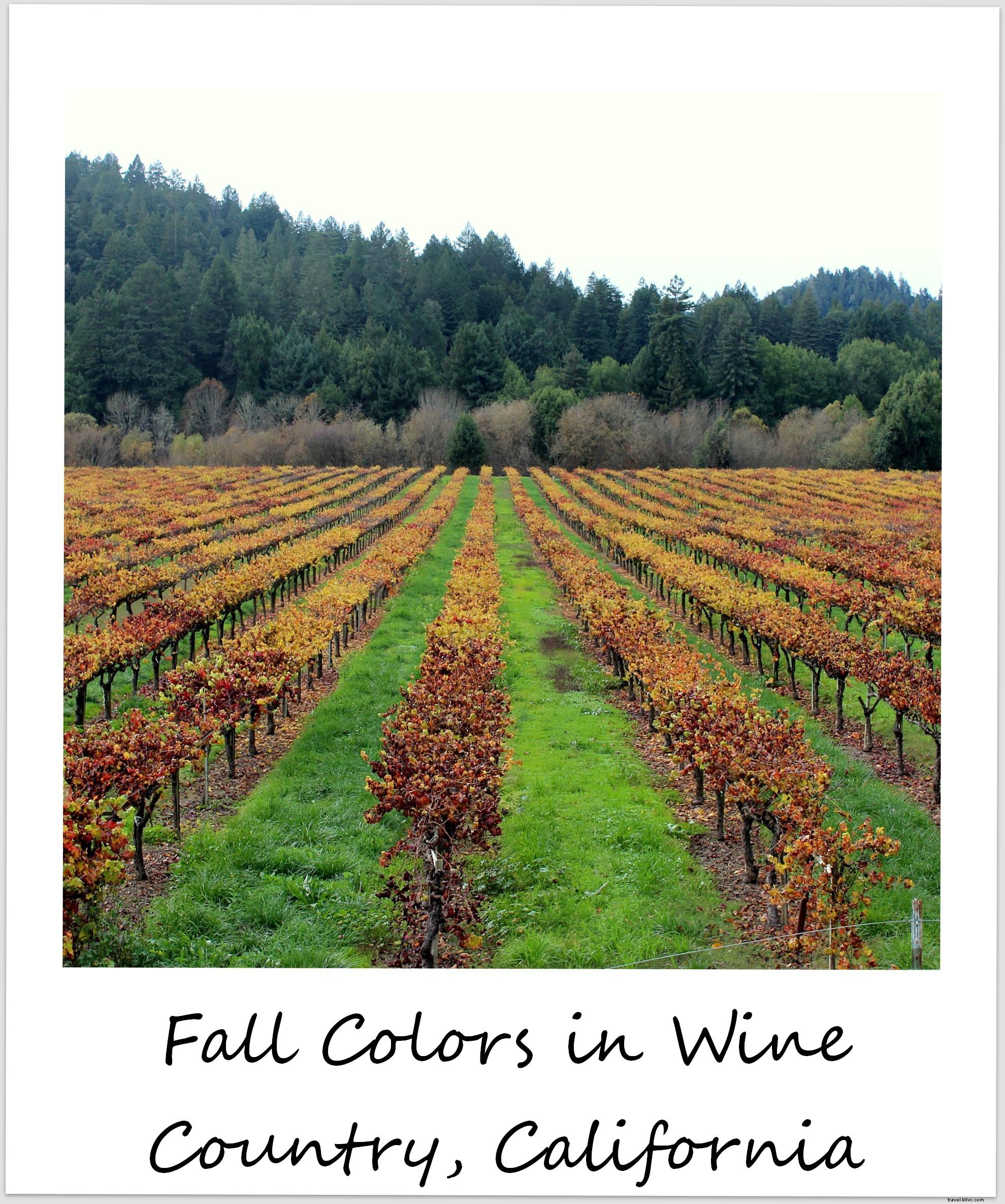 Polaroid de la semaine : les couleurs d automne dans la région viticole de Sonoma, Californie