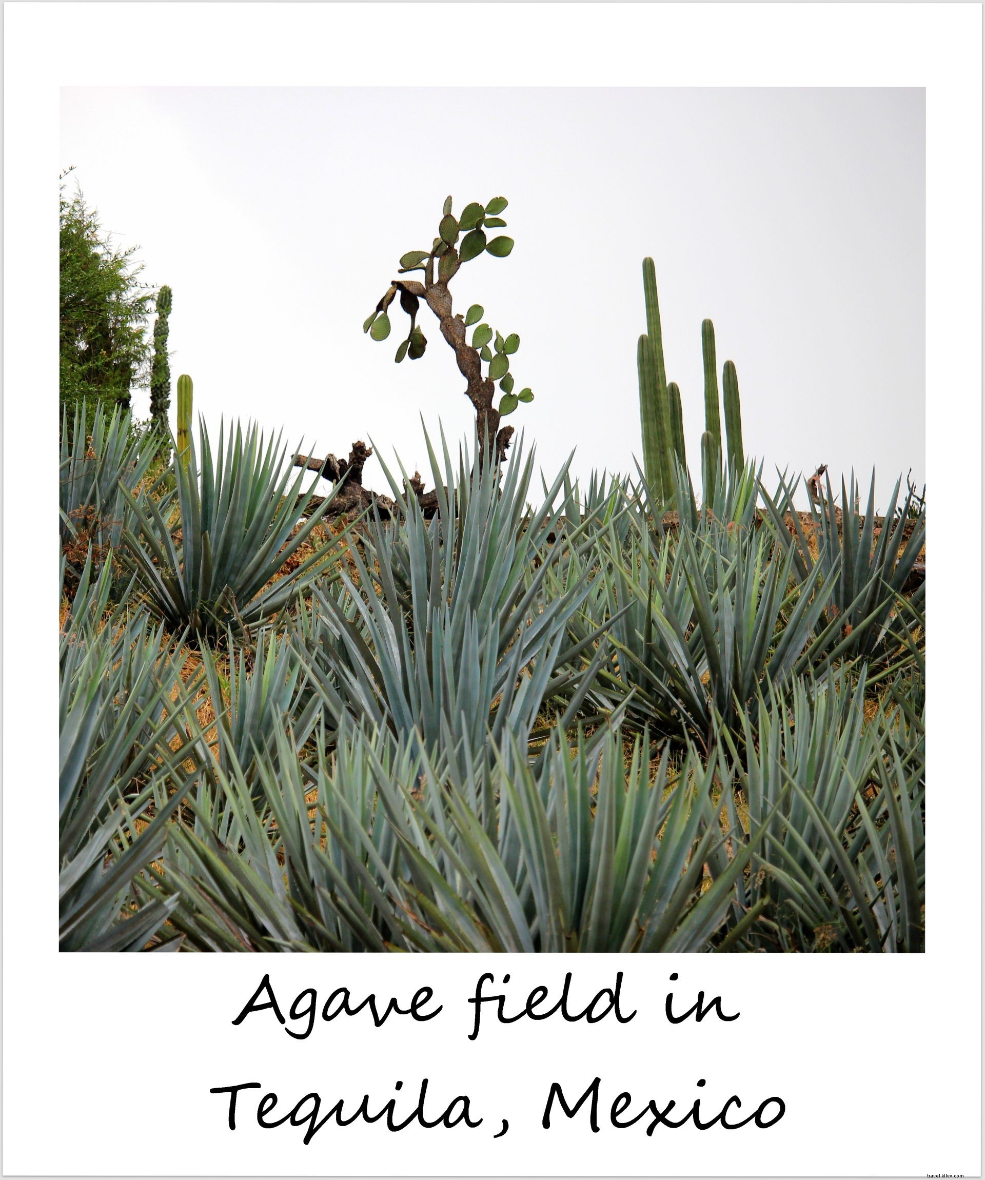 Polaroïd de la semaine : Champs d agave à Tequila, Mexique