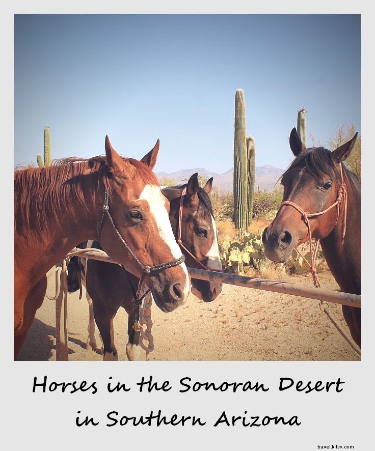 Polaroid de la semaine : des chevaux dans le désert de Sonora, sud de l Arizona
