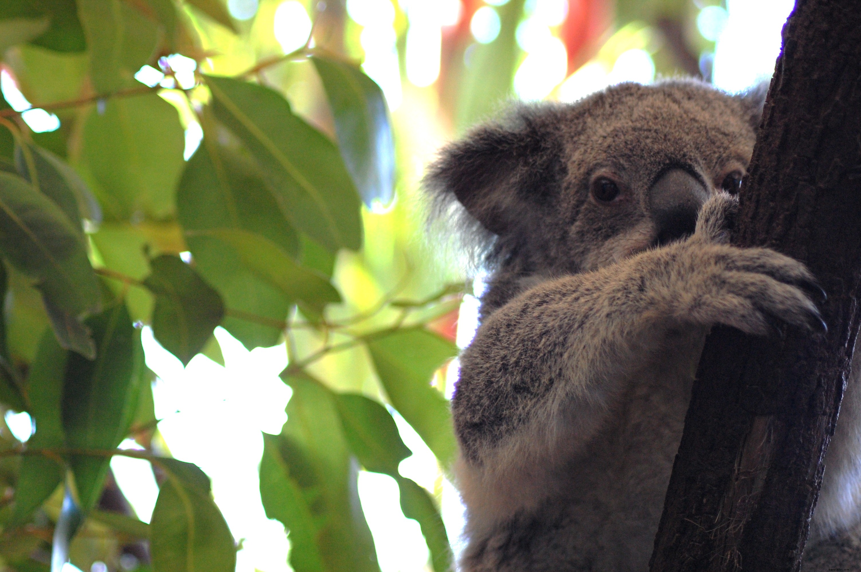 Les 5 meilleures expériences urbaines en Australie
