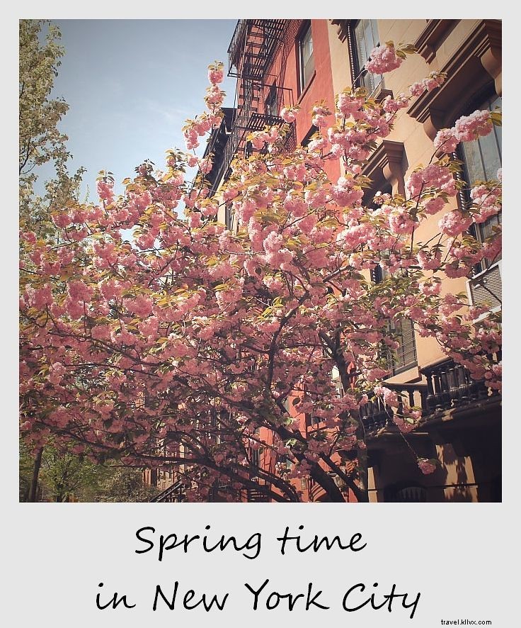 Polaroid de la semaine : le printemps à New York