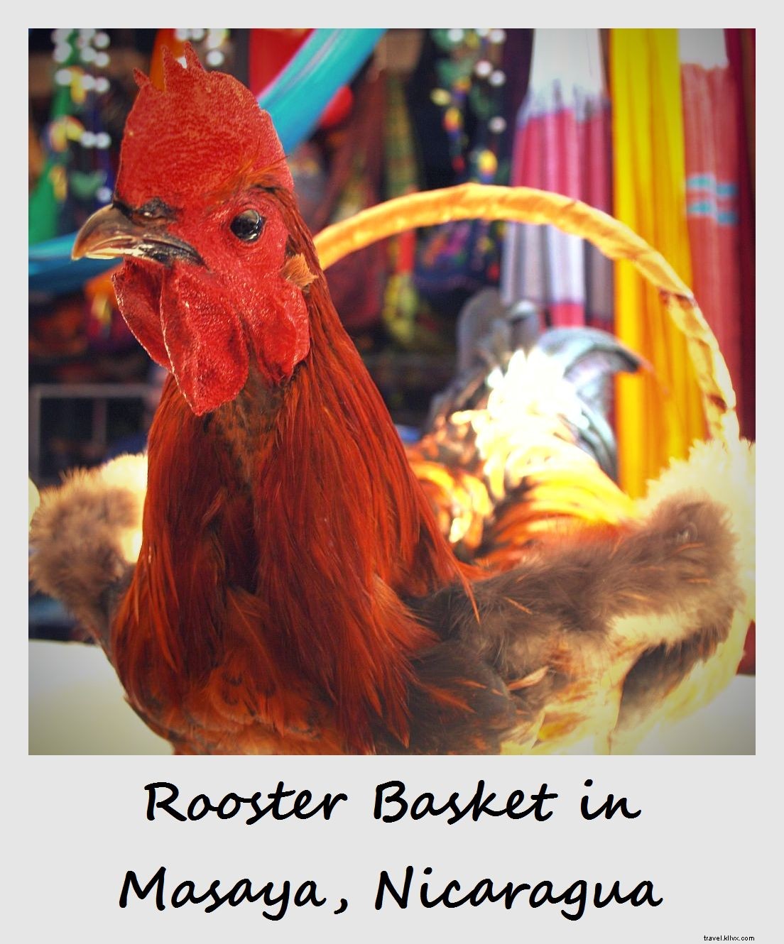 Polaroid de la semaine : le panier coq de Masaya, Nicaragua