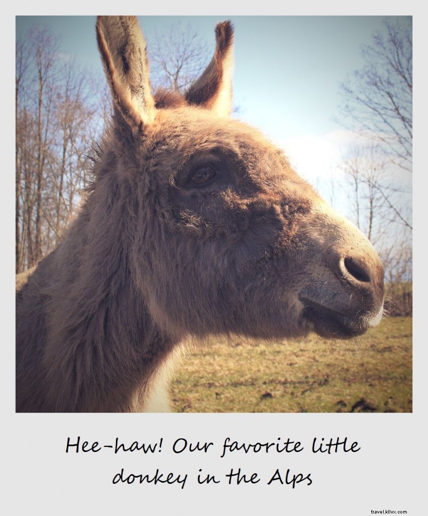 Polaroid de la semaine : notre petit âne préféré dans les Alpes
