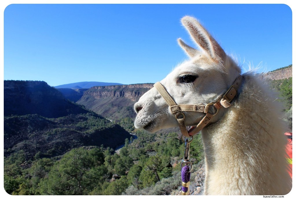 Extraterrestres, lamas et habitations troglodytes… Partez à la découverte du Nouveau-Mexique (vidéo)