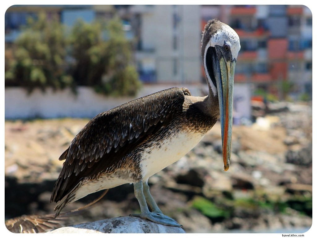 Se réchauffer sur la côte d’Iquique, au nord du Chili