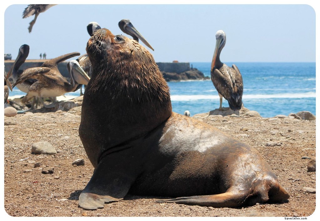 Se réchauffer sur la côte d’Iquique, au nord du Chili