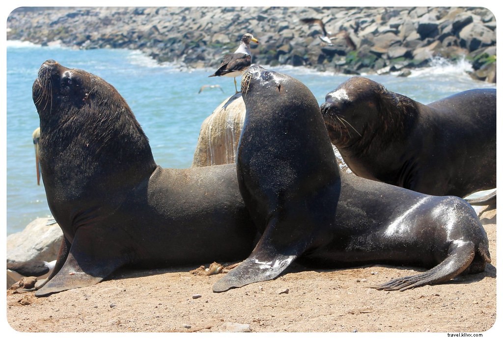 Se réchauffer sur la côte d’Iquique, au nord du Chili