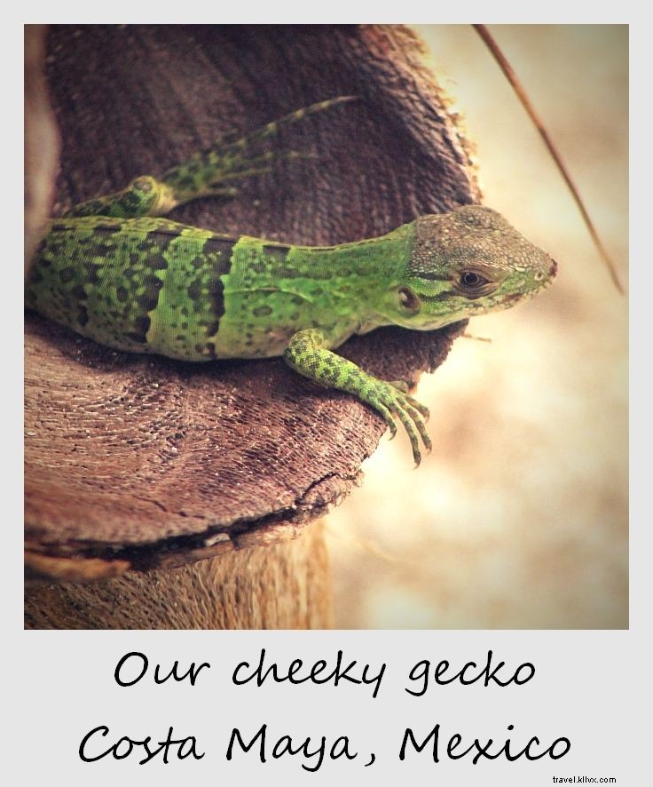 Polaroid de la semaine : notre gecko audacieux au Mexique