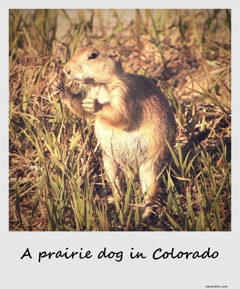 Polaroïd de la semaine : le chien de prairie le plus mignon du Colorado