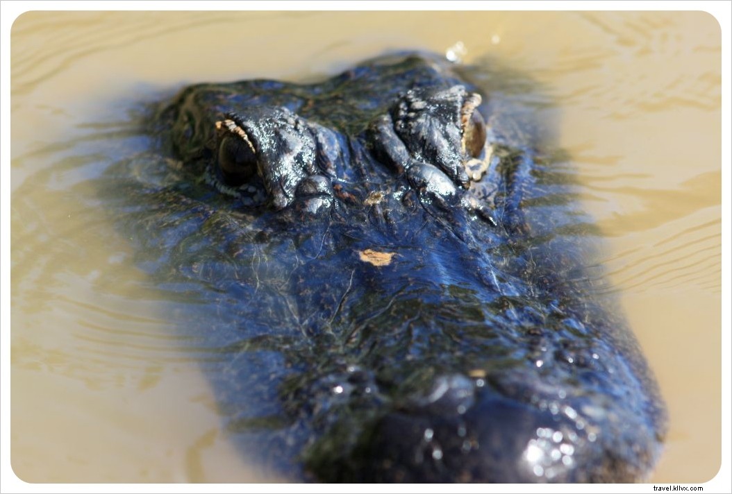 Grand road trip américain : alligators et jazz à profusion