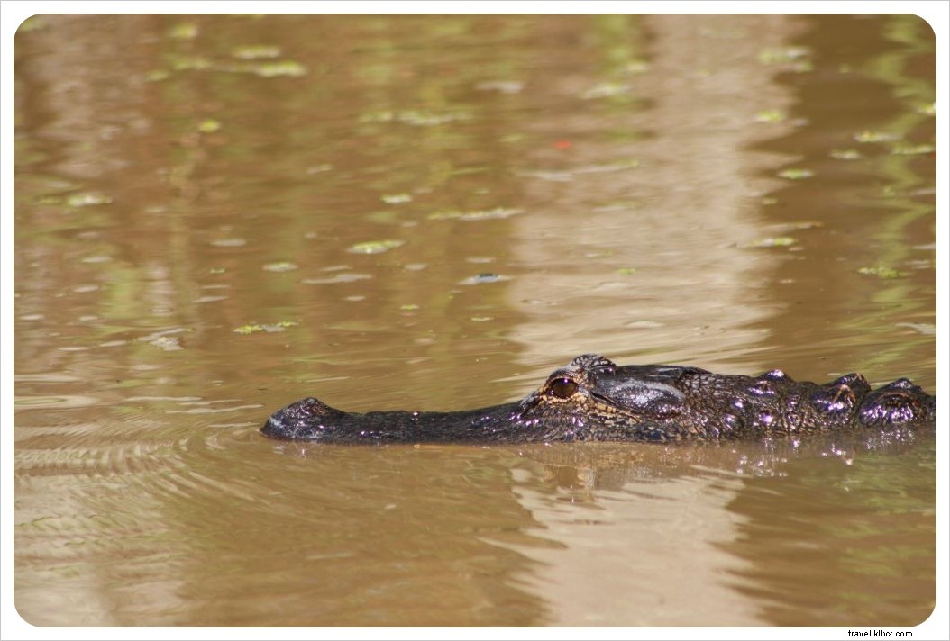 Grand road trip américain : alligators et jazz à profusion
