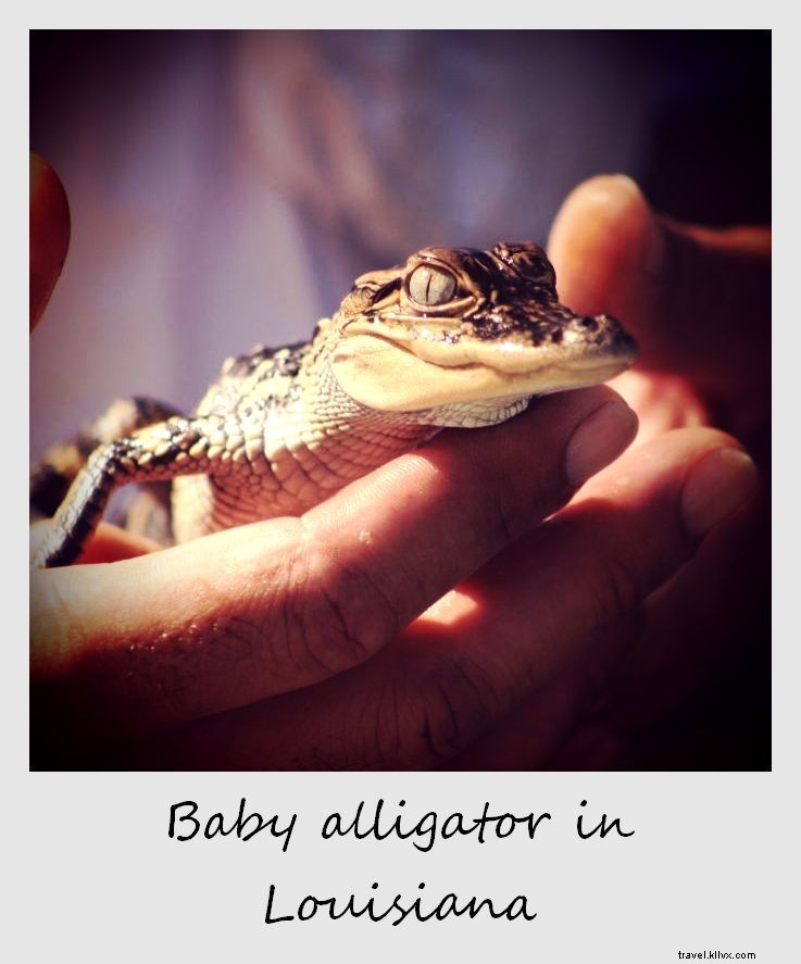 Polaroïd de la semaine : bébé alligator en Louisiane