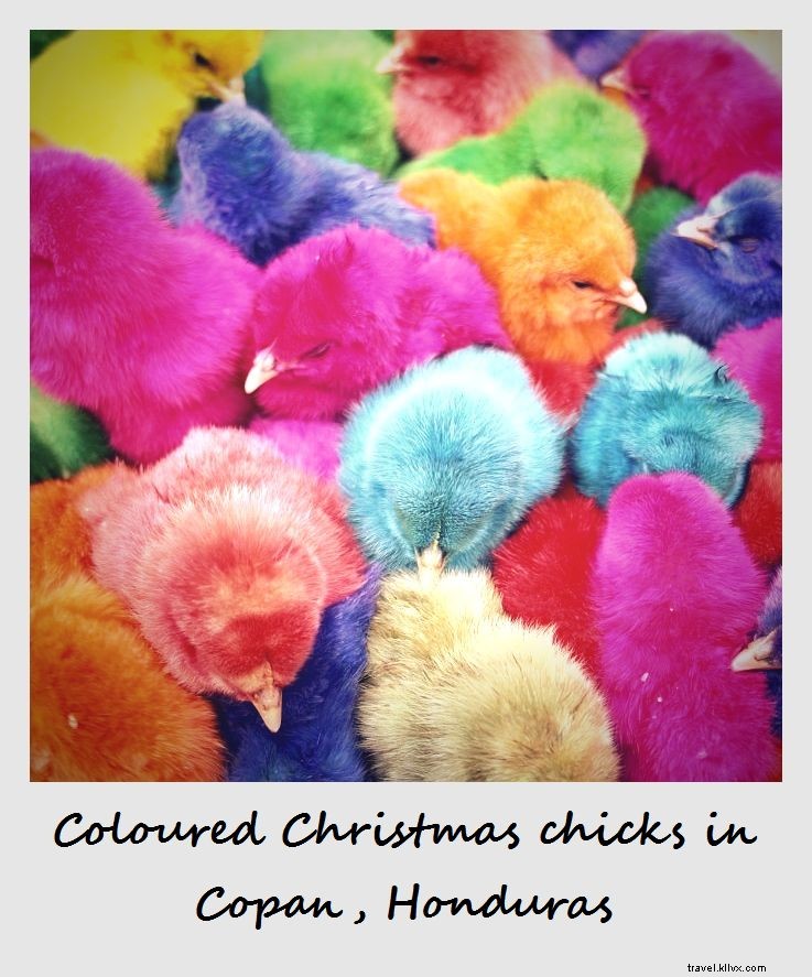 Polaroid de la semaine : Poussins de Noël colorés au Honduras