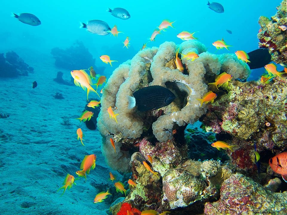 Jordanie #5 : Aqaba