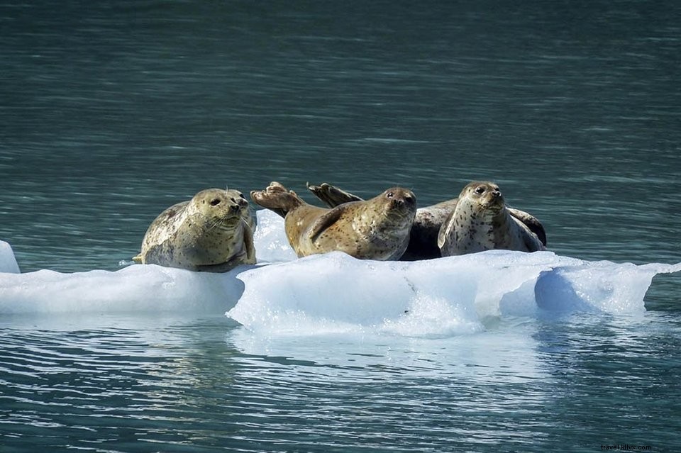 Lagune d icebergs de Fjallsárlón en Islande