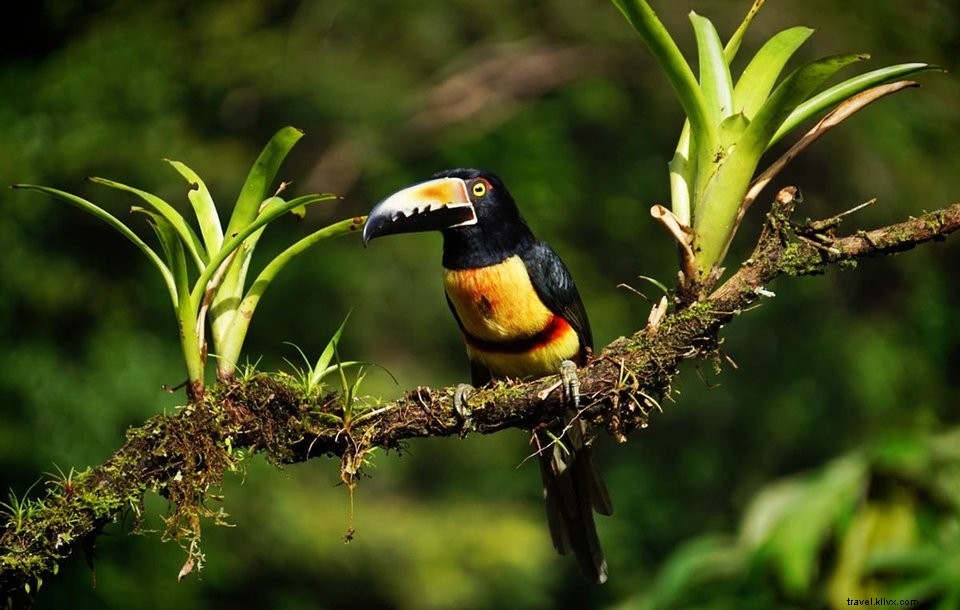 Voyager au Costa Rica avec un petit budget : nos conseils pratiques
