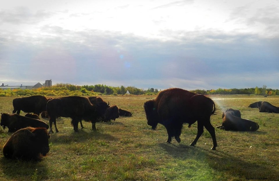 Voyage au Canada #6 : Winnipeg