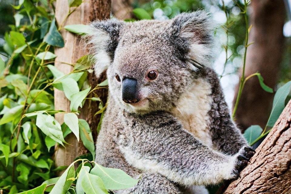 Explorer l Australie #3 : Sydney
