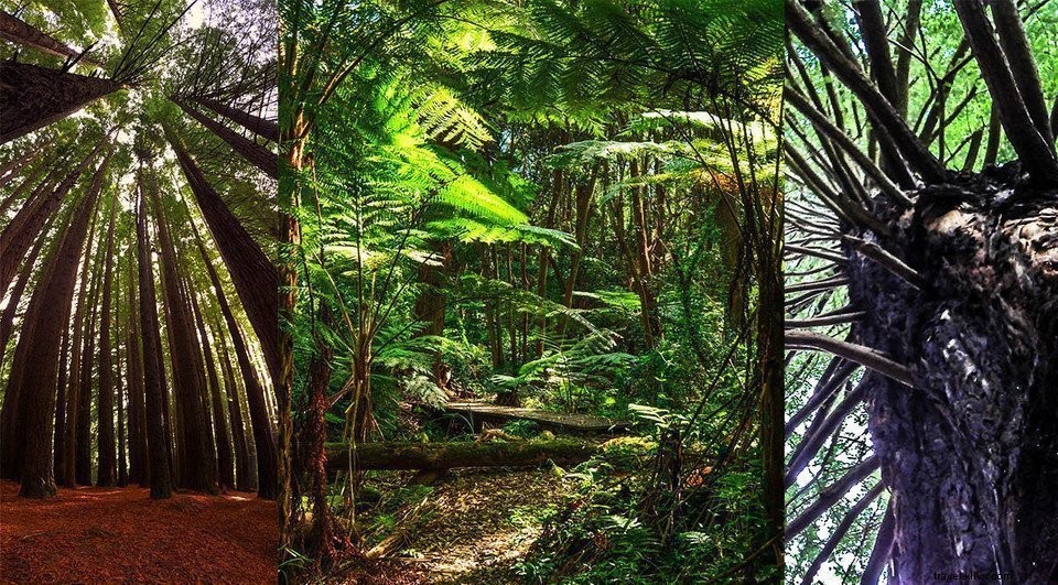 Exploration de l Australie #2 : Parc national de Mungo et forêt de séquoias