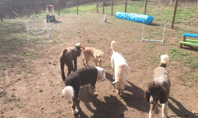 Parc de jeux pour animaux de compagnie