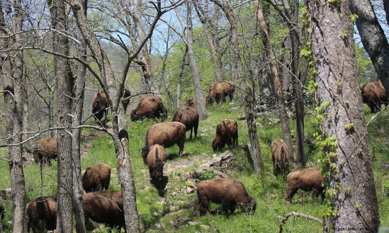 Ferme de Bison Ozark Valley LLC
