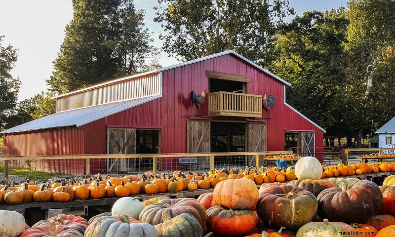 Citrouille Creuse – Le plus grand labyrinthe de maïs d’Arkansas