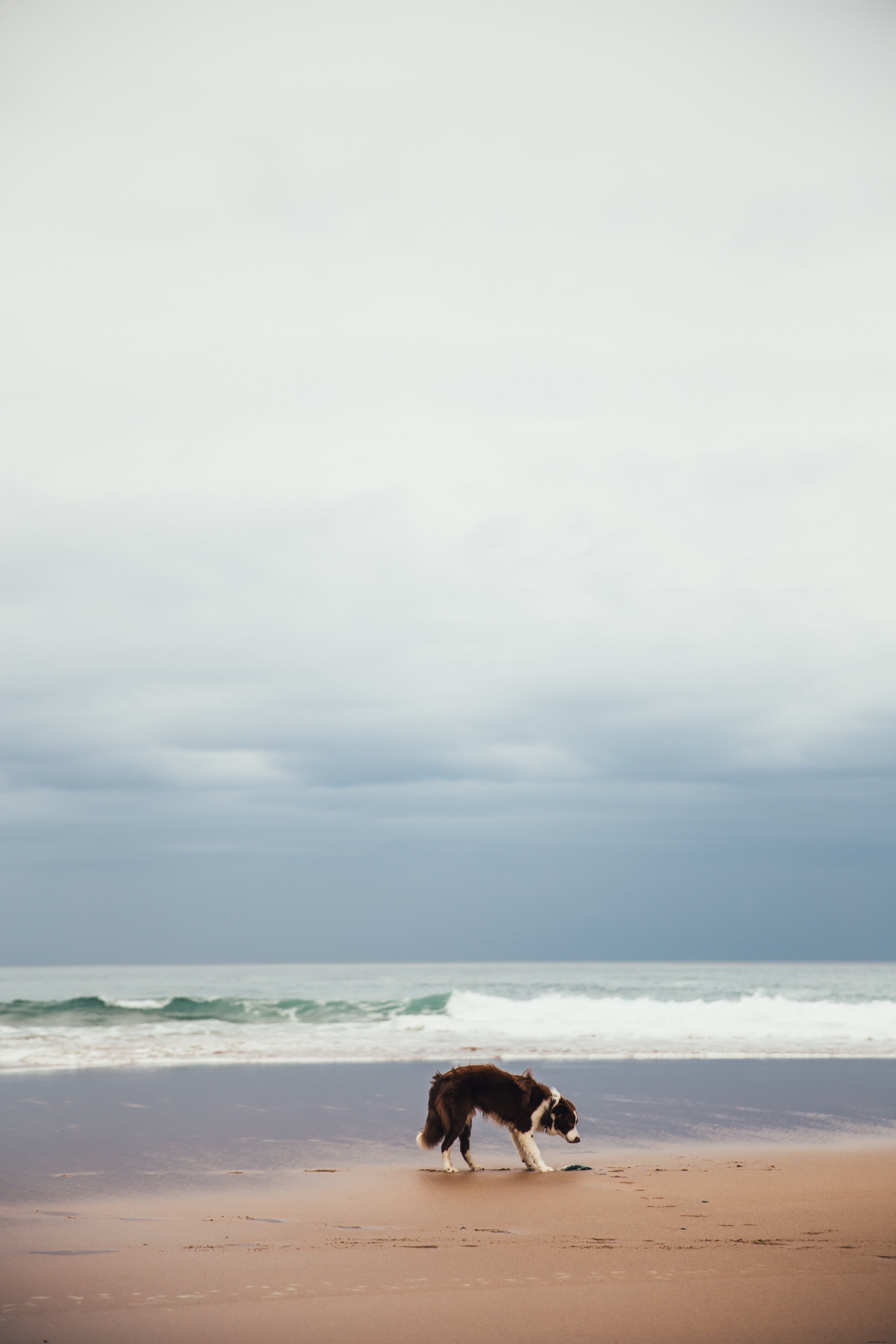 Photo d un chiot à la plage