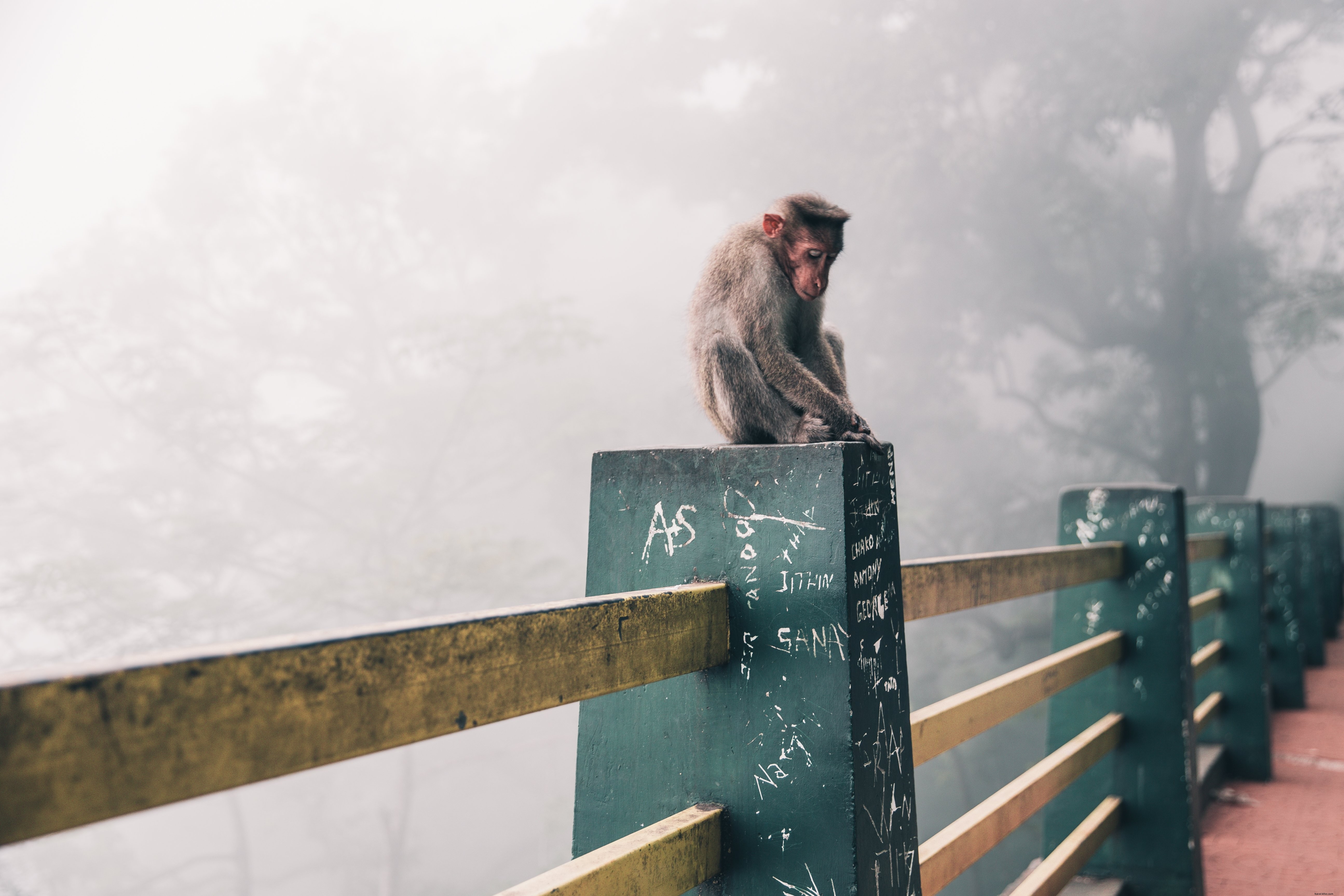 Photo de singe des neiges au Japon