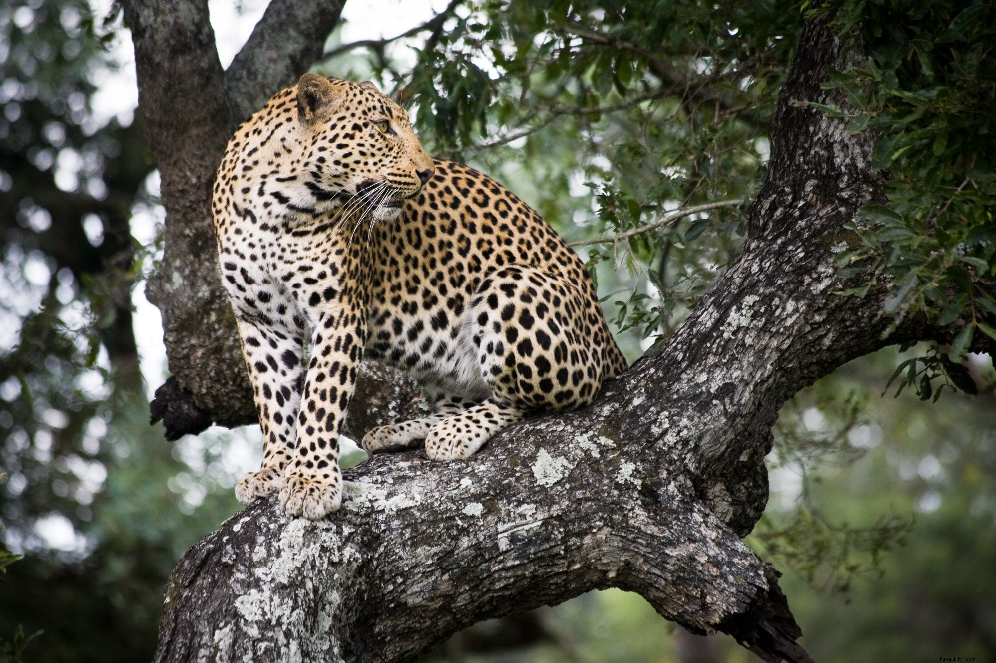 Photo d un jaguar perché dans un arbre