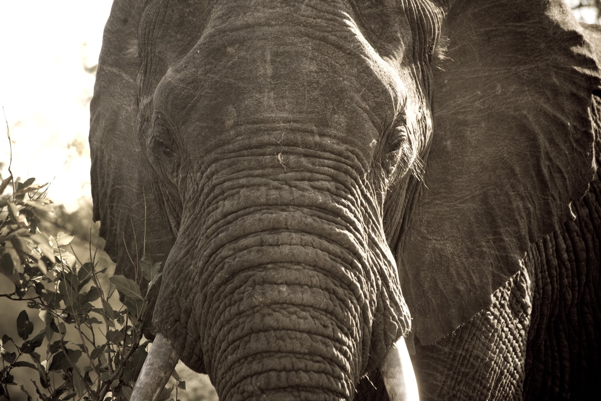 Photo en gros plan d un éléphant d Afrique