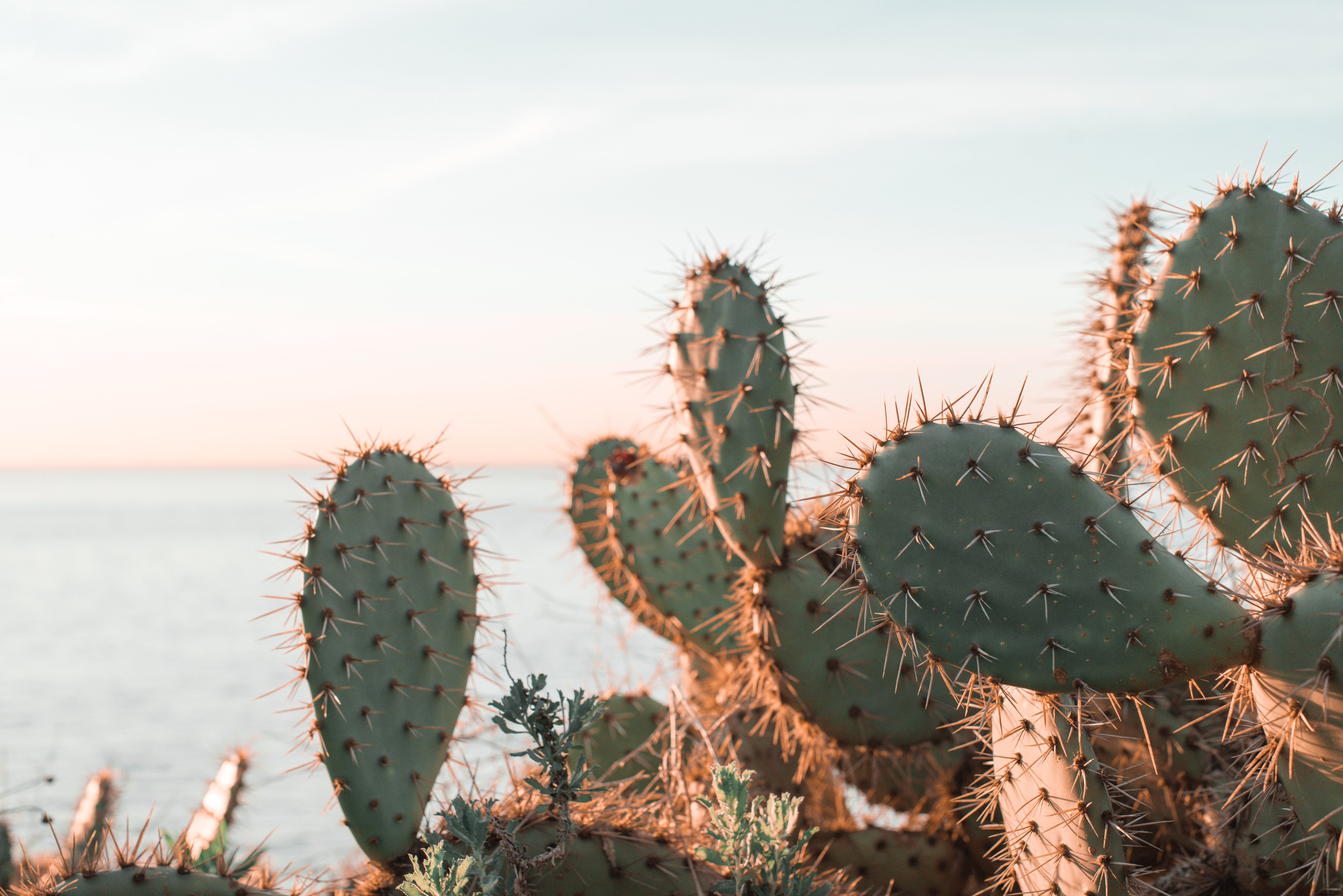 Photo d’un cactus se prélassant au soleil du matin