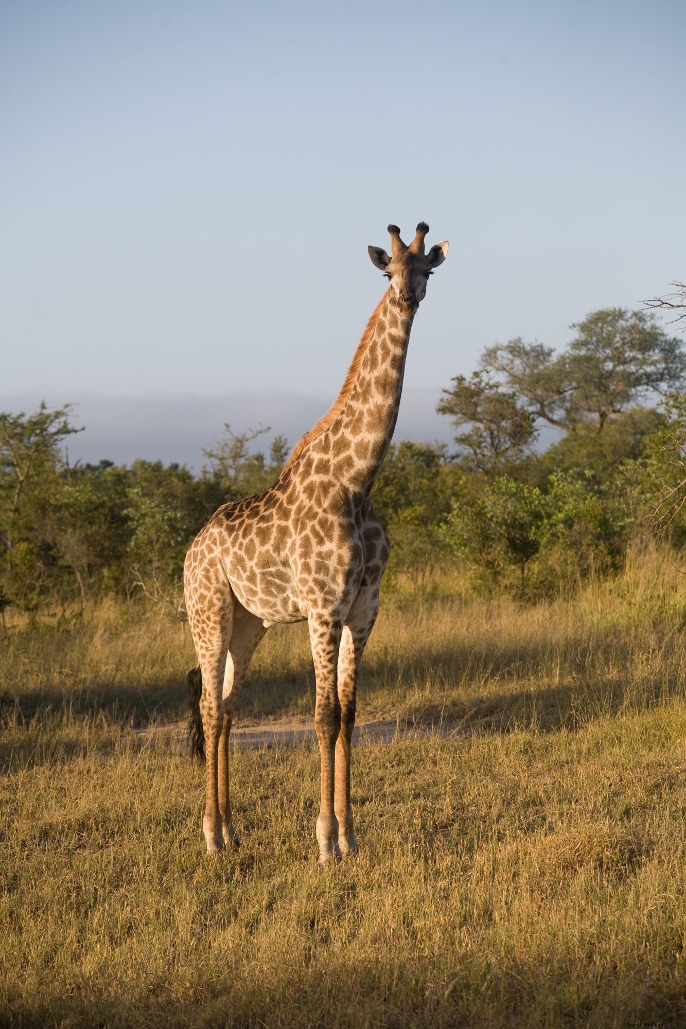 Photo d une girafe en safari