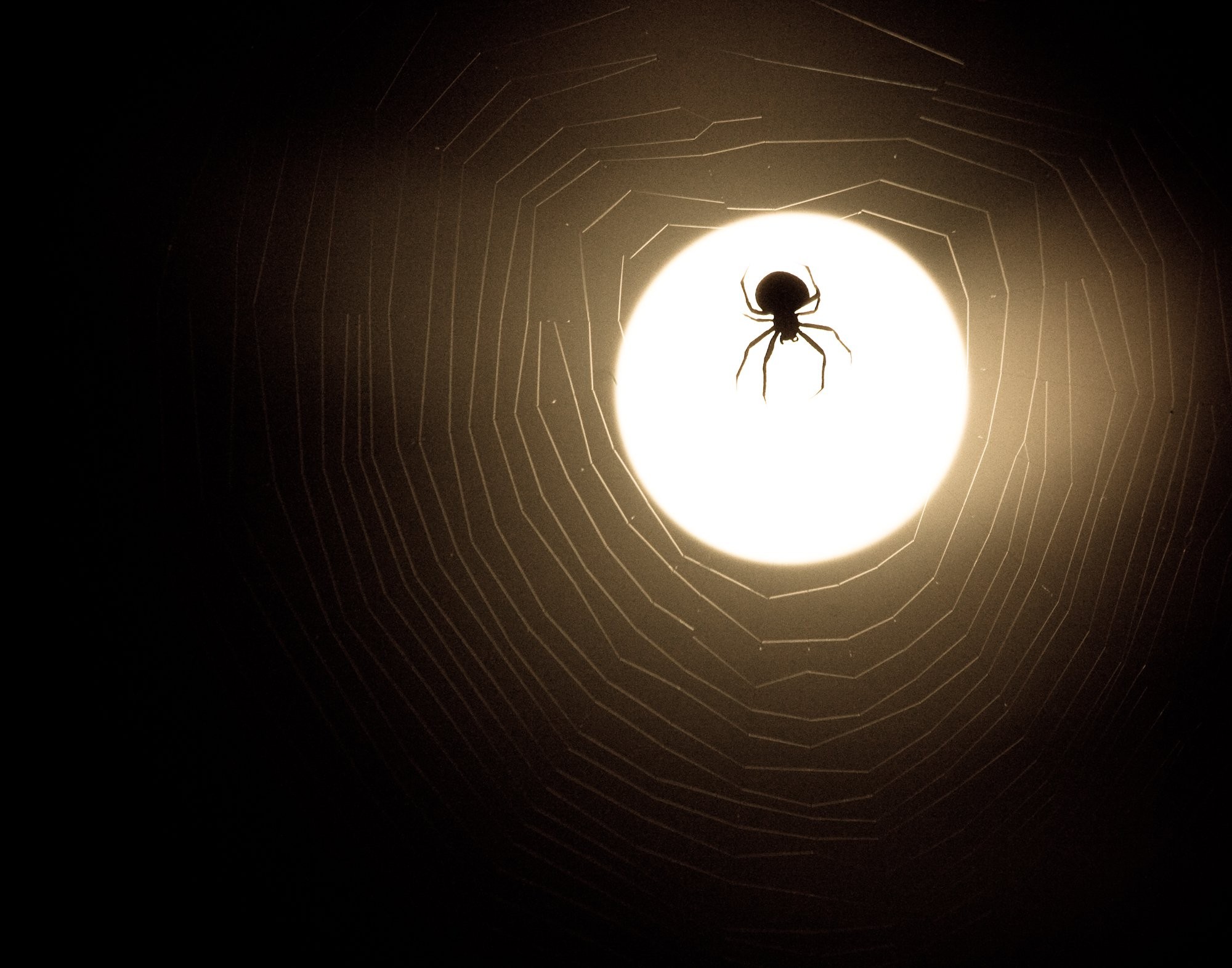 Photo de silhouette d araignée et toile sous la lumière de la lune