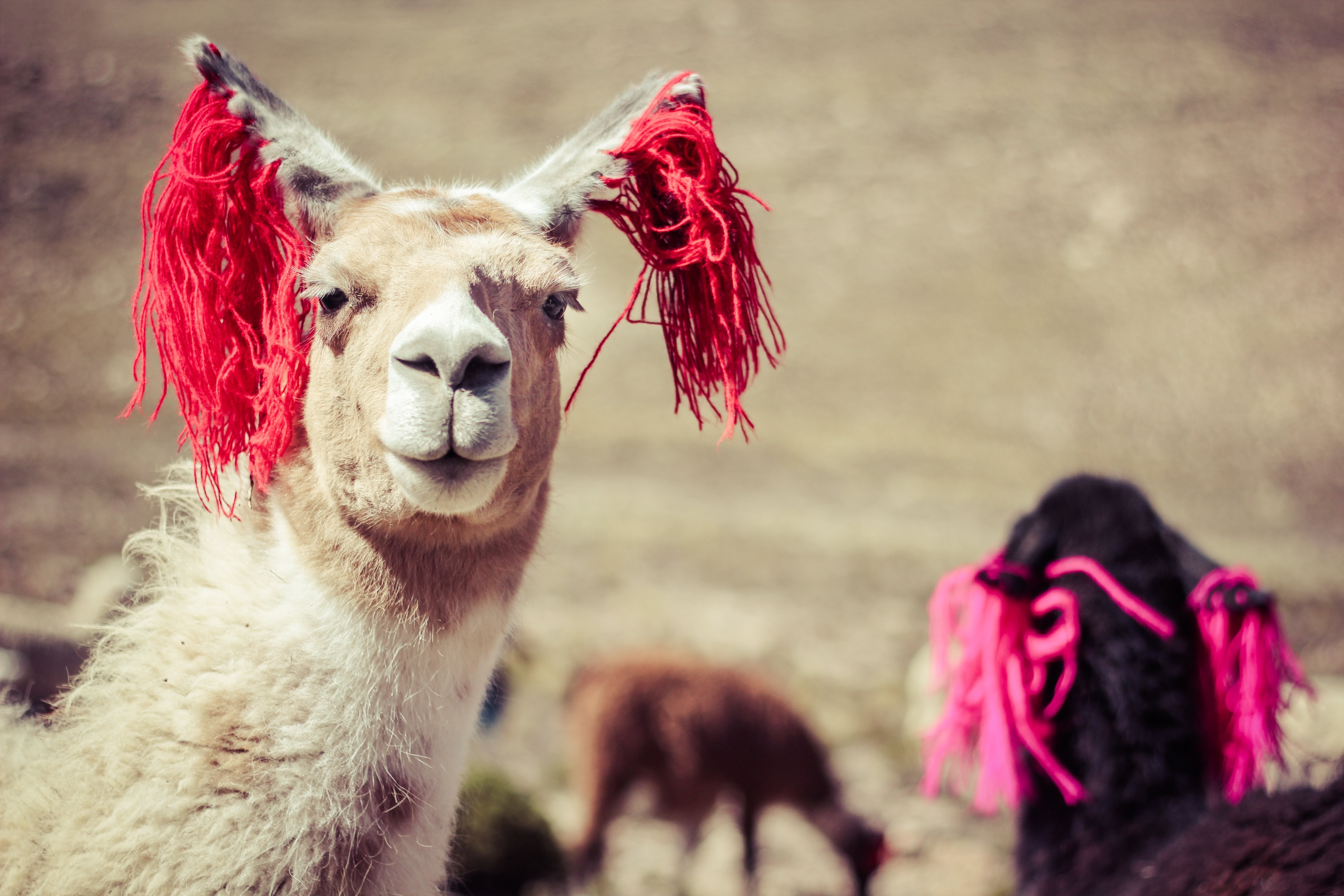 Photos de lamas au Pérou