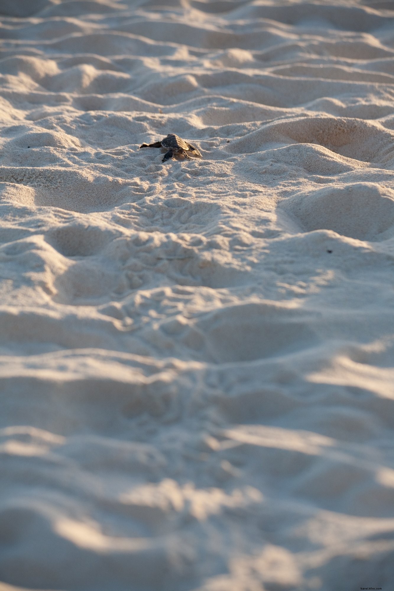 Photo d un bébé tortue de mer qui s échappe