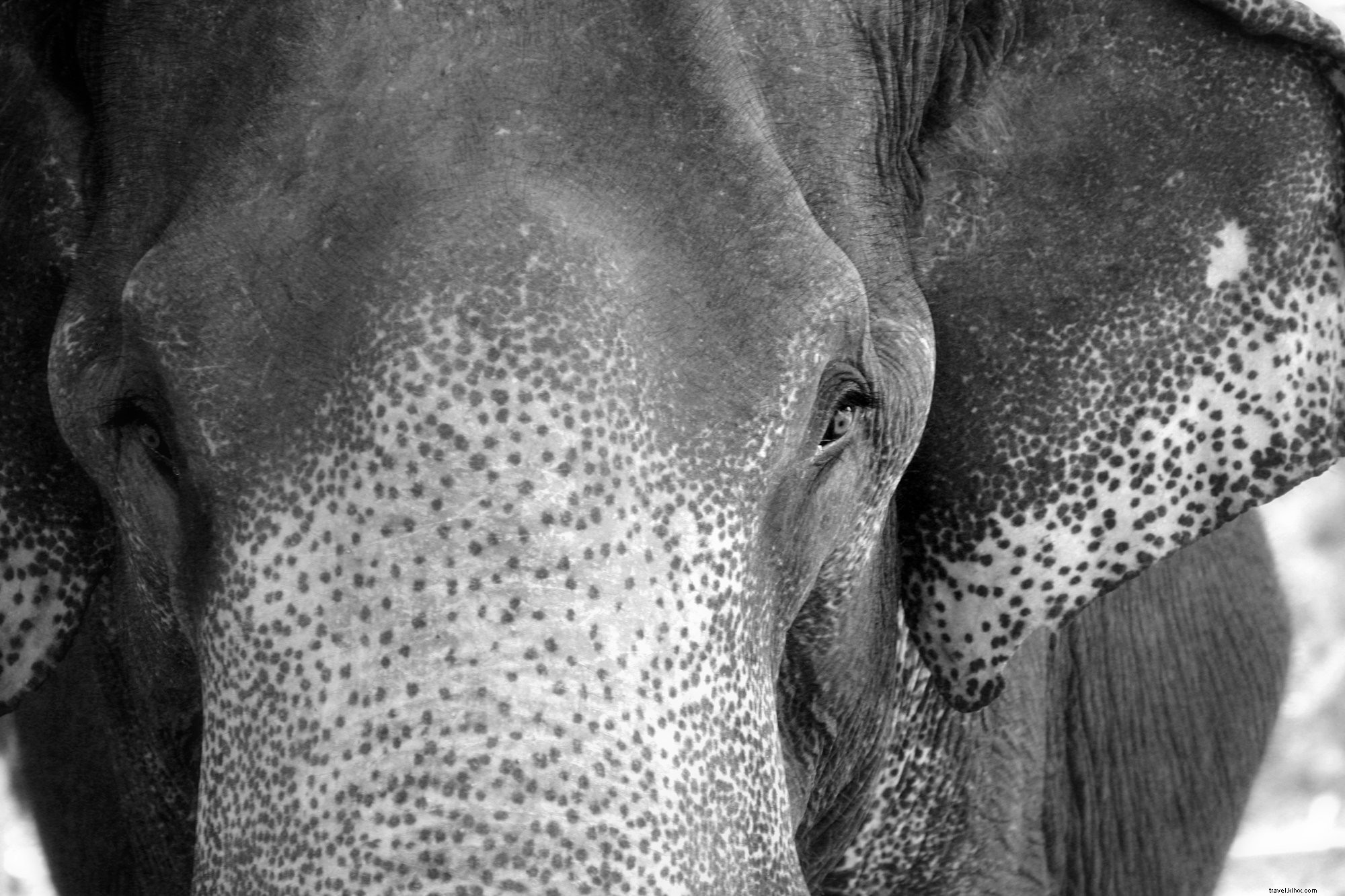 Portrait en noir et blanc d un éléphant