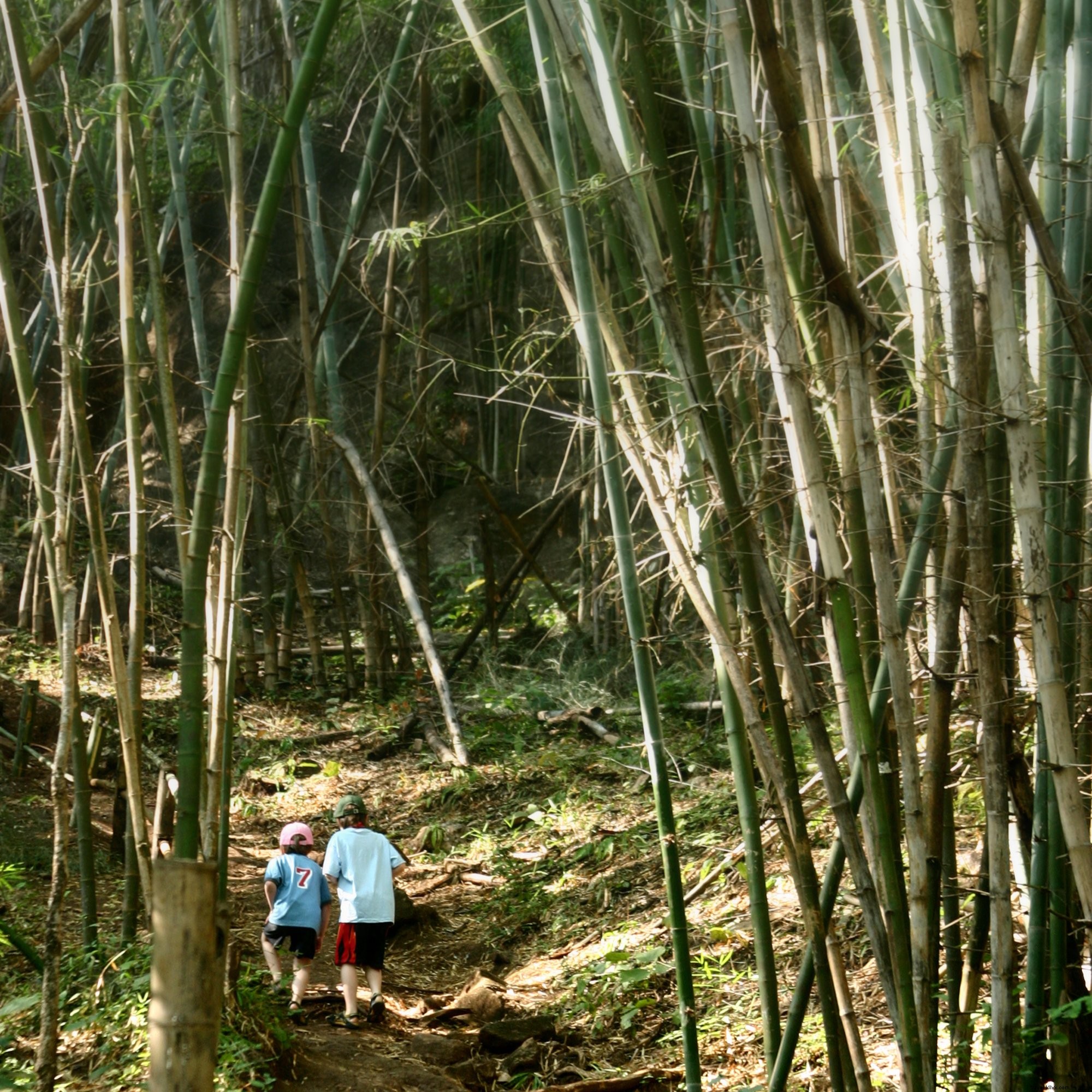 Photos de garçons dans la forêt de bambou