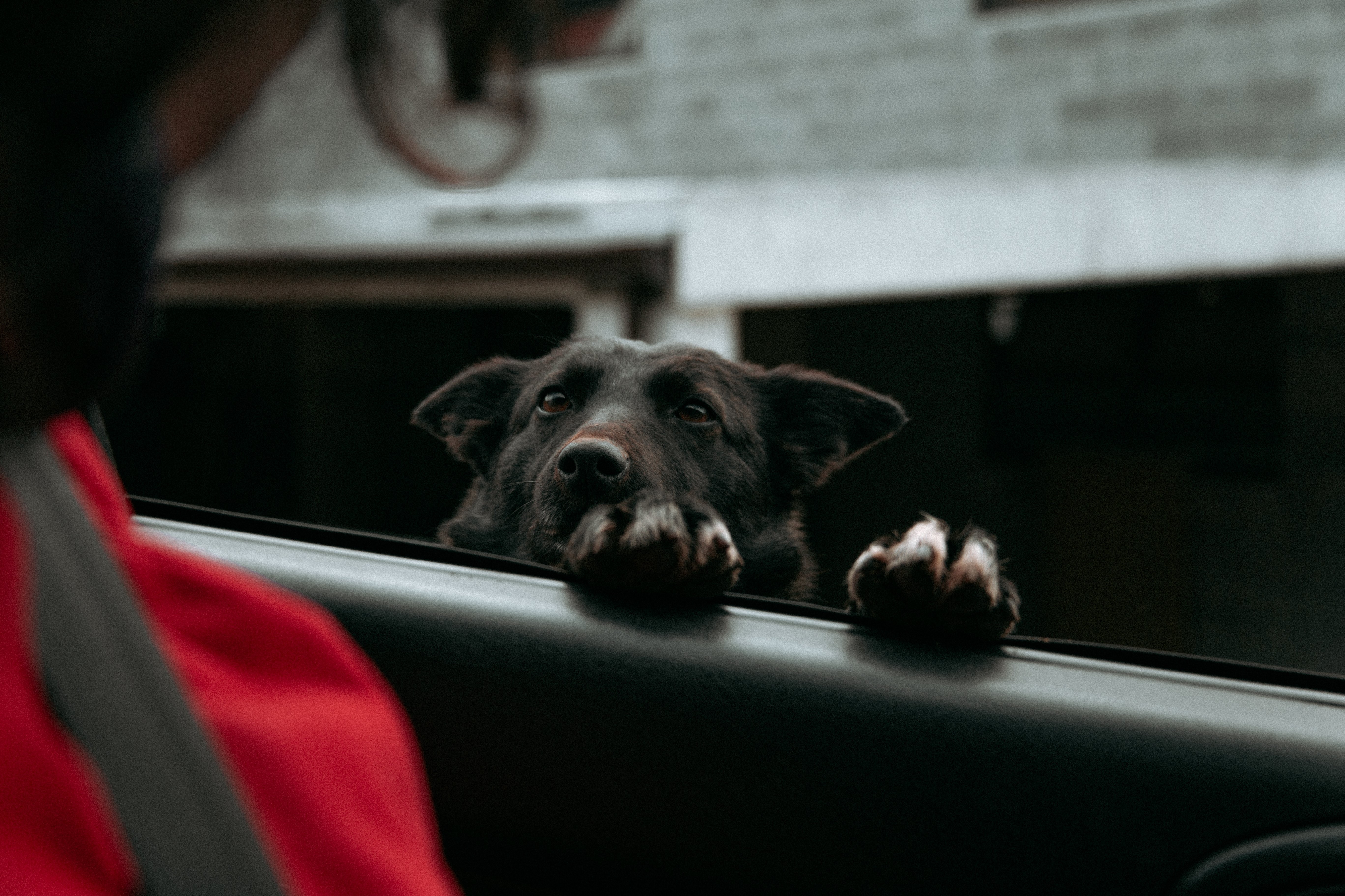 Doggo veut prendre le volant