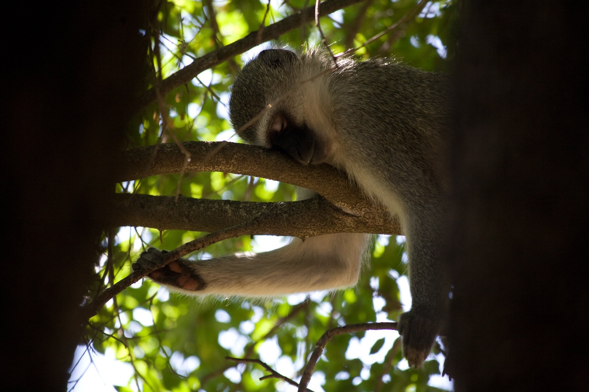 Photo d un singe qui fait la sieste dans un arbre