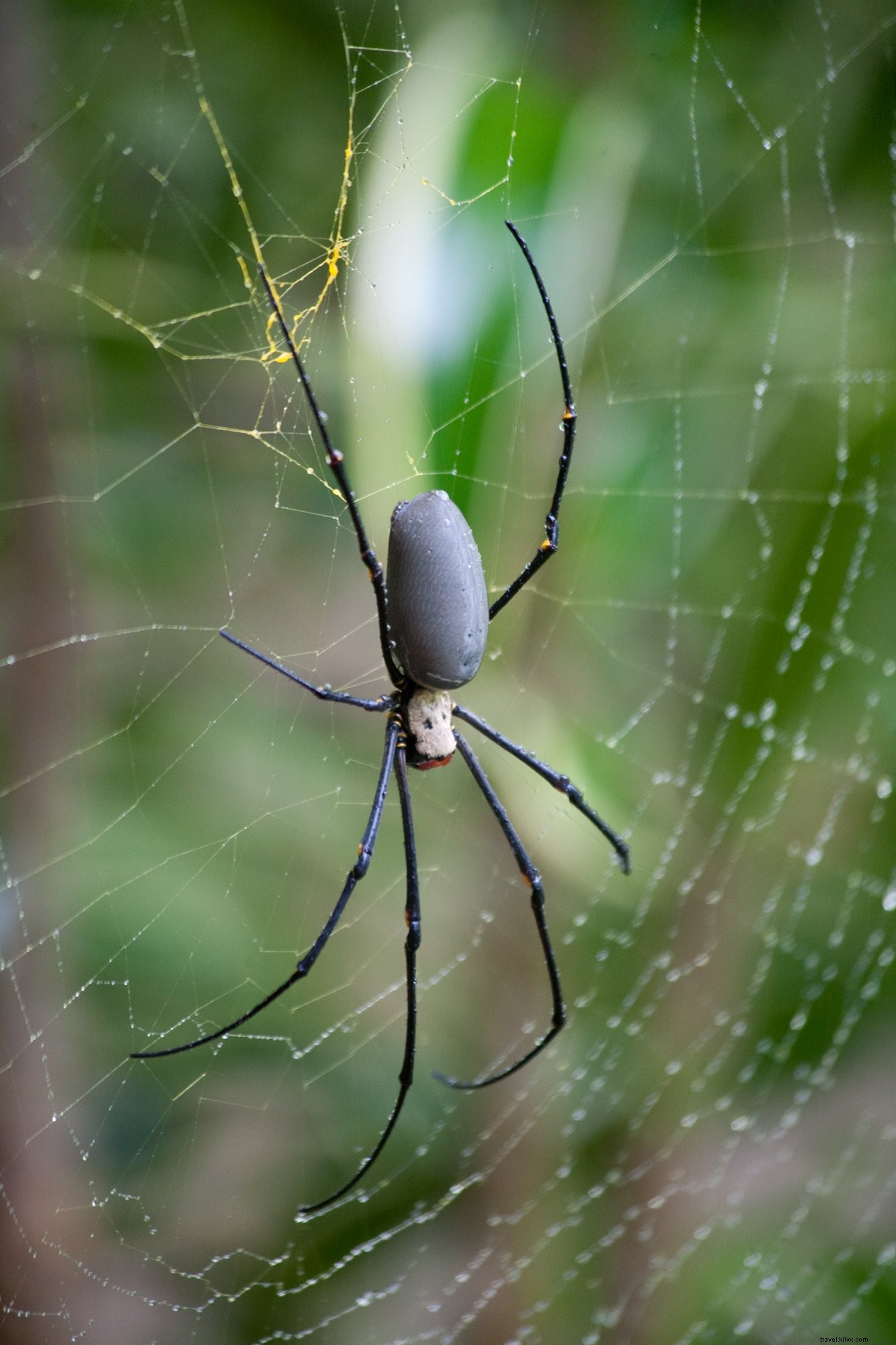 Gros plan d’une araignée noire venimeuse