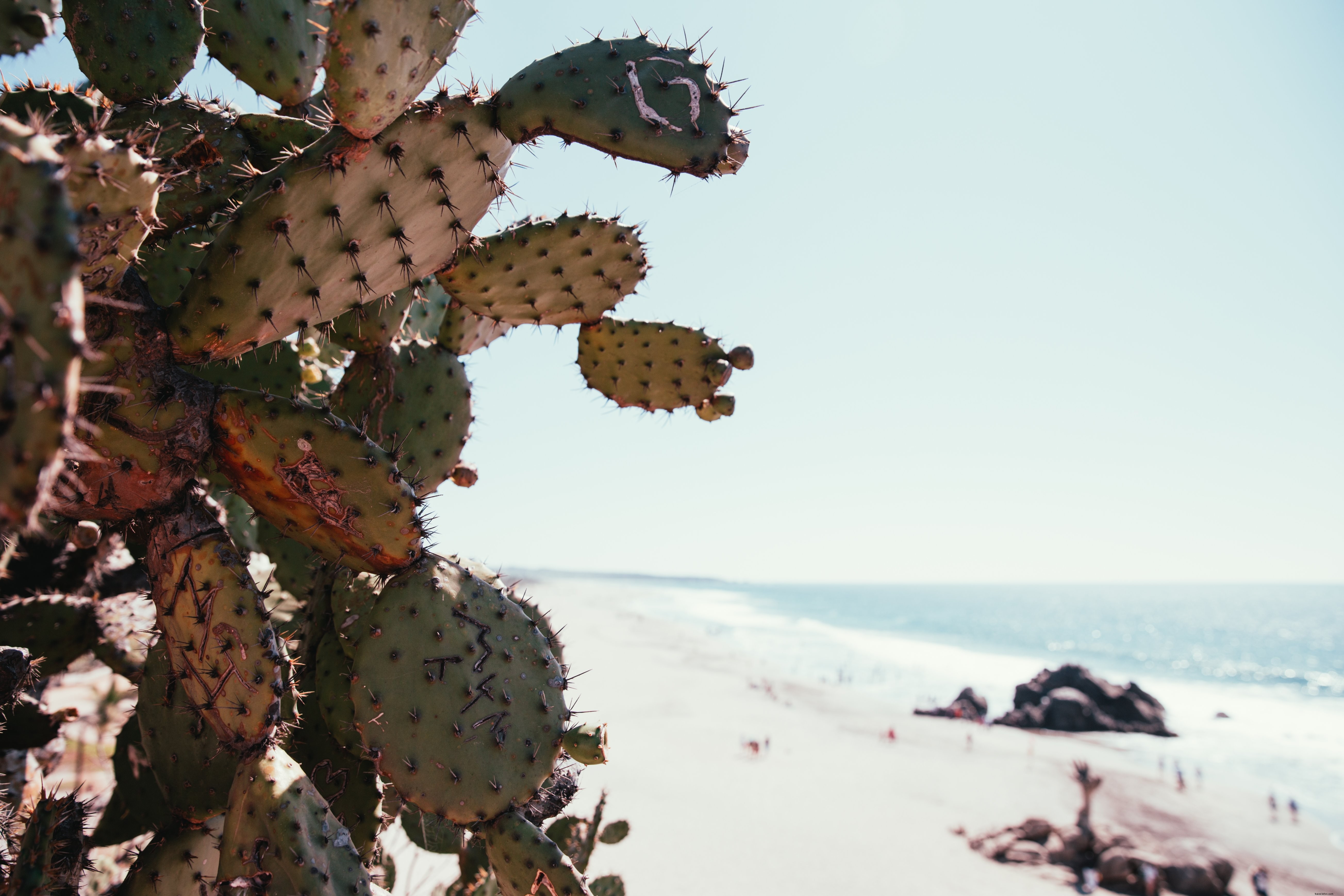 Photo d’un cactus sur la plage
