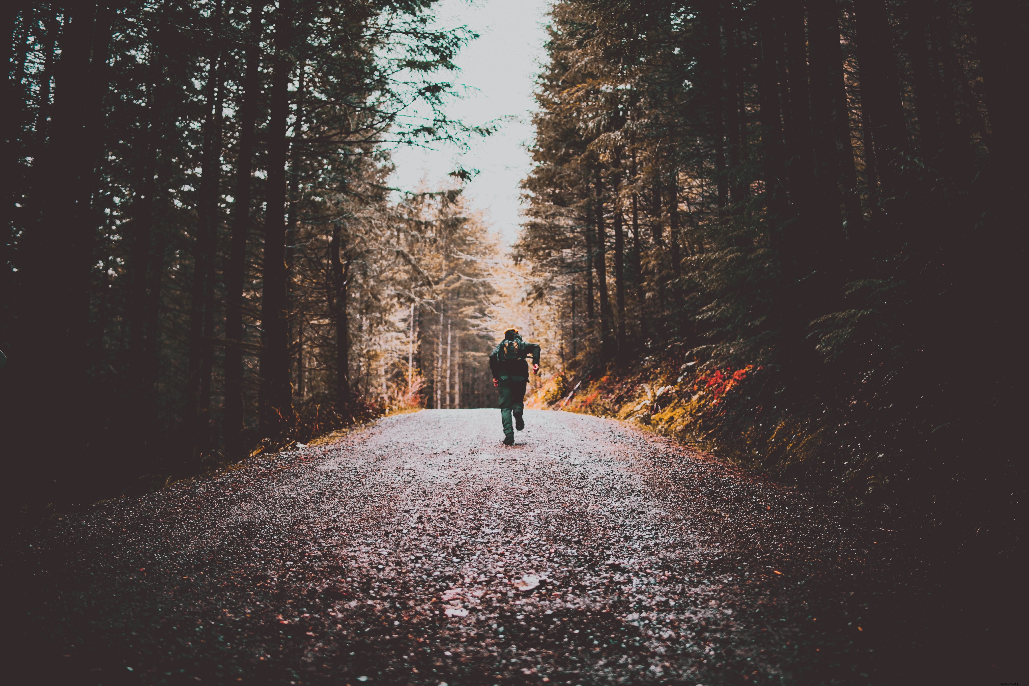 Randonneur au cœur des sentiers bordés d arbres – Photo