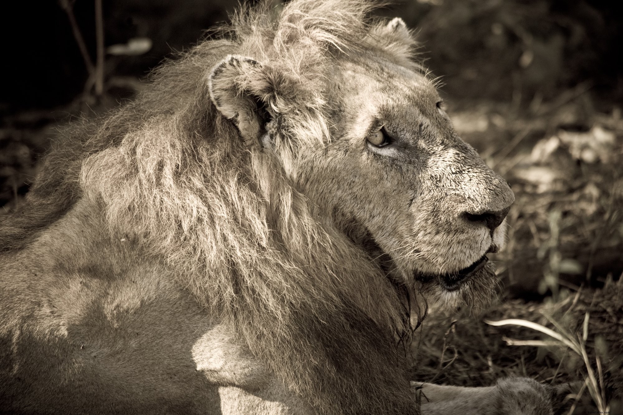 Photo d un lion mâle adulte sous le soleil