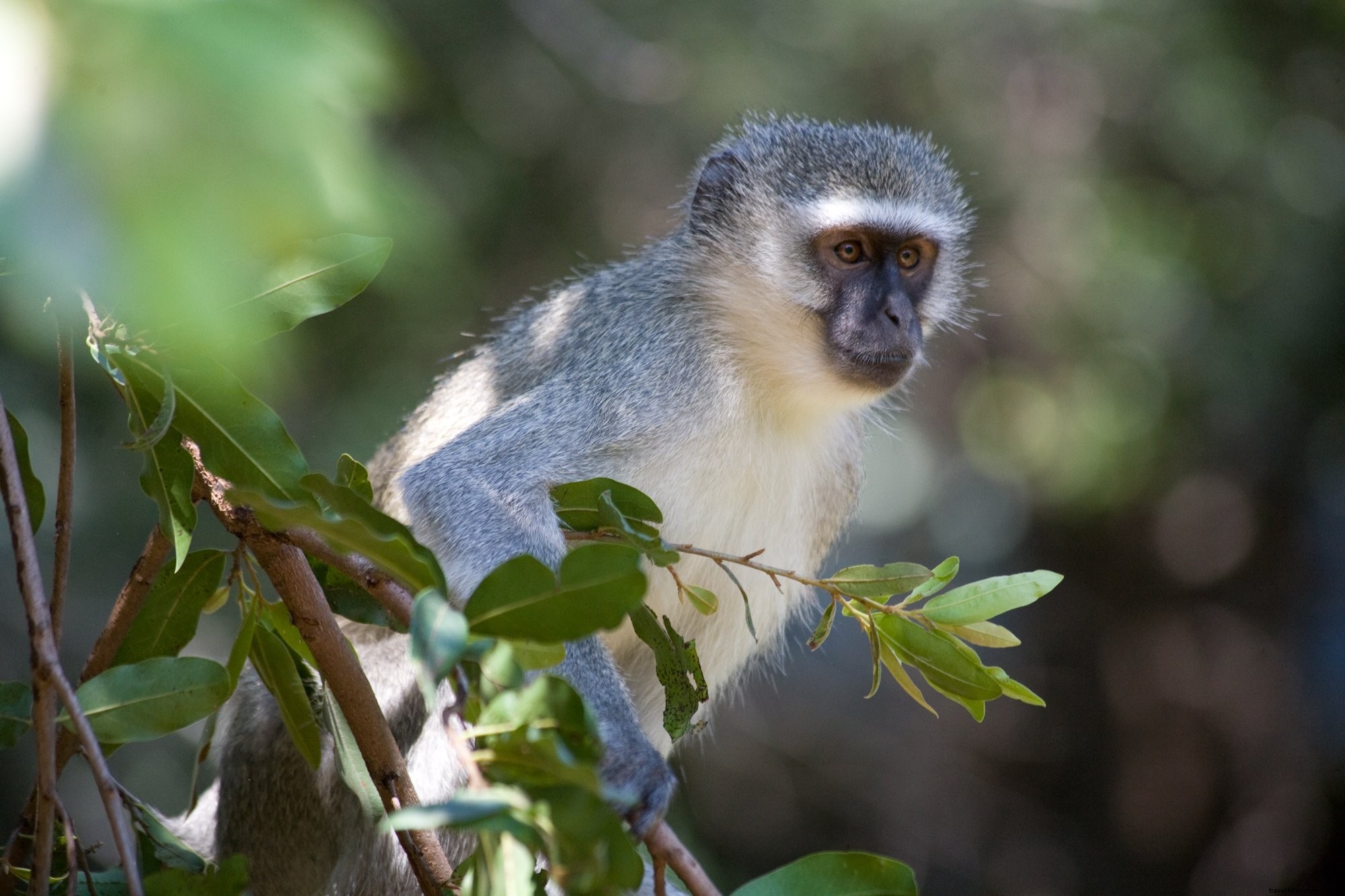 Photo d un singe vervet dans un arbre africain