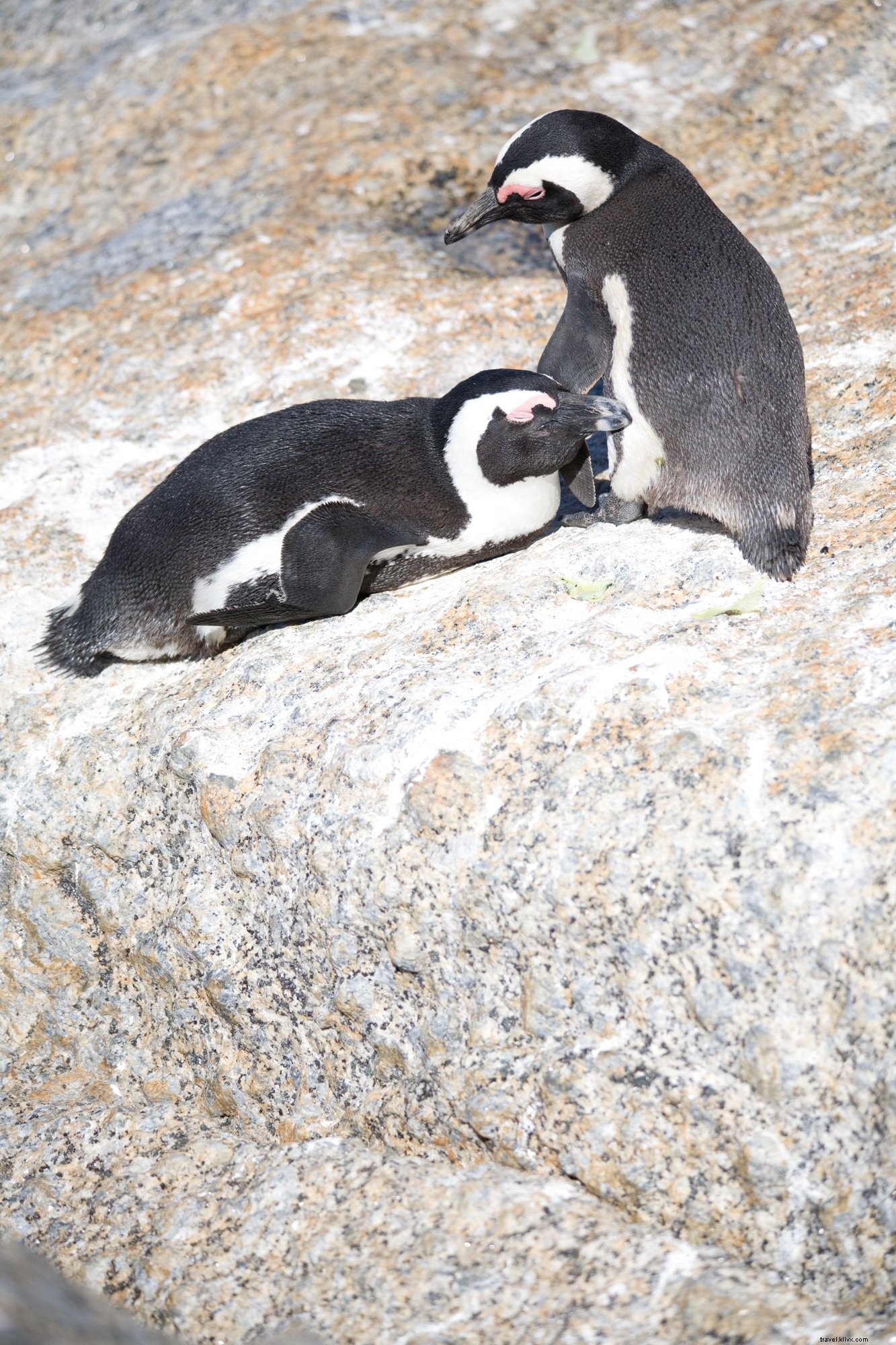 Photo d une paire de pingouins africains