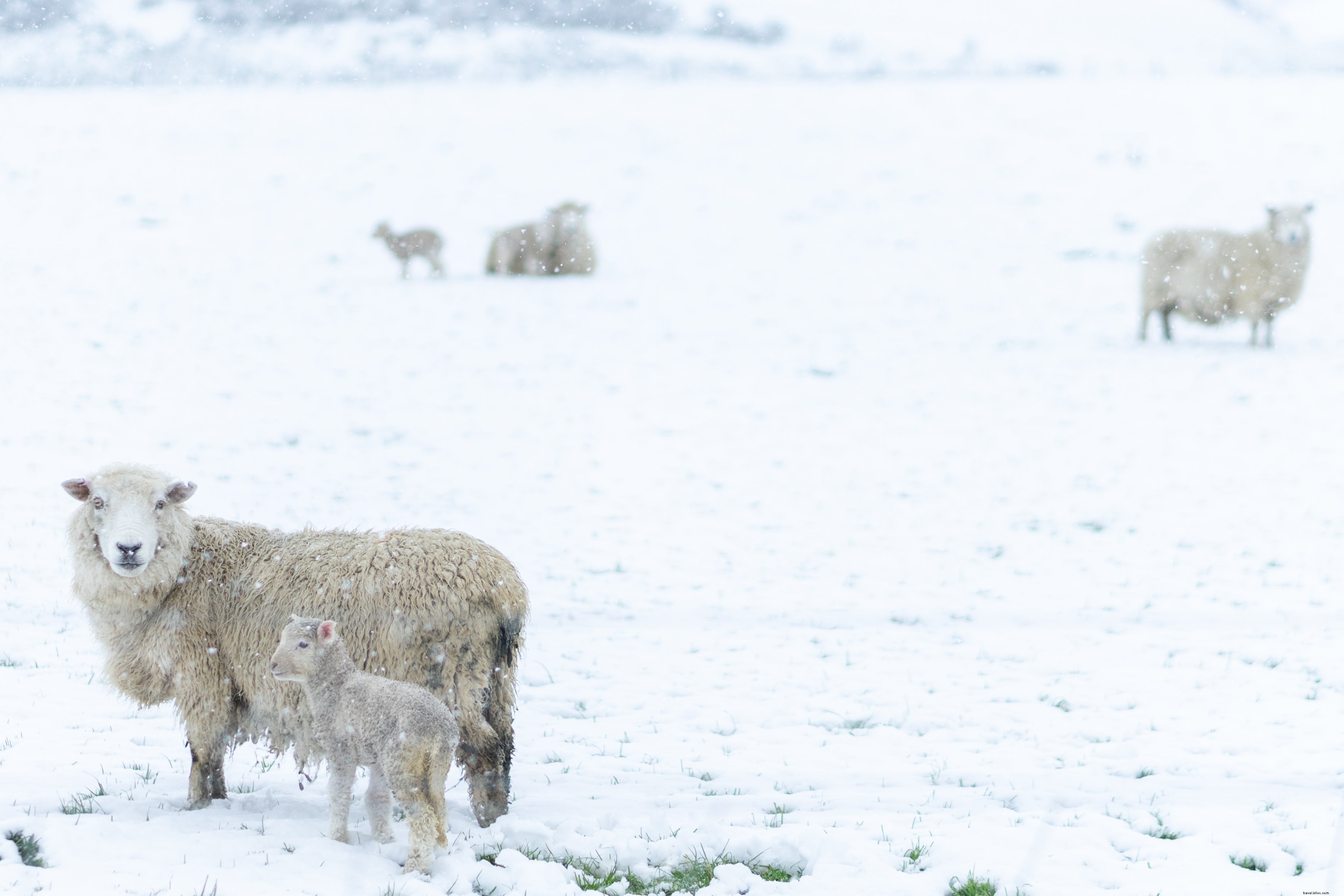 Photo : des moutons guidant leurs agneaux dans la neige