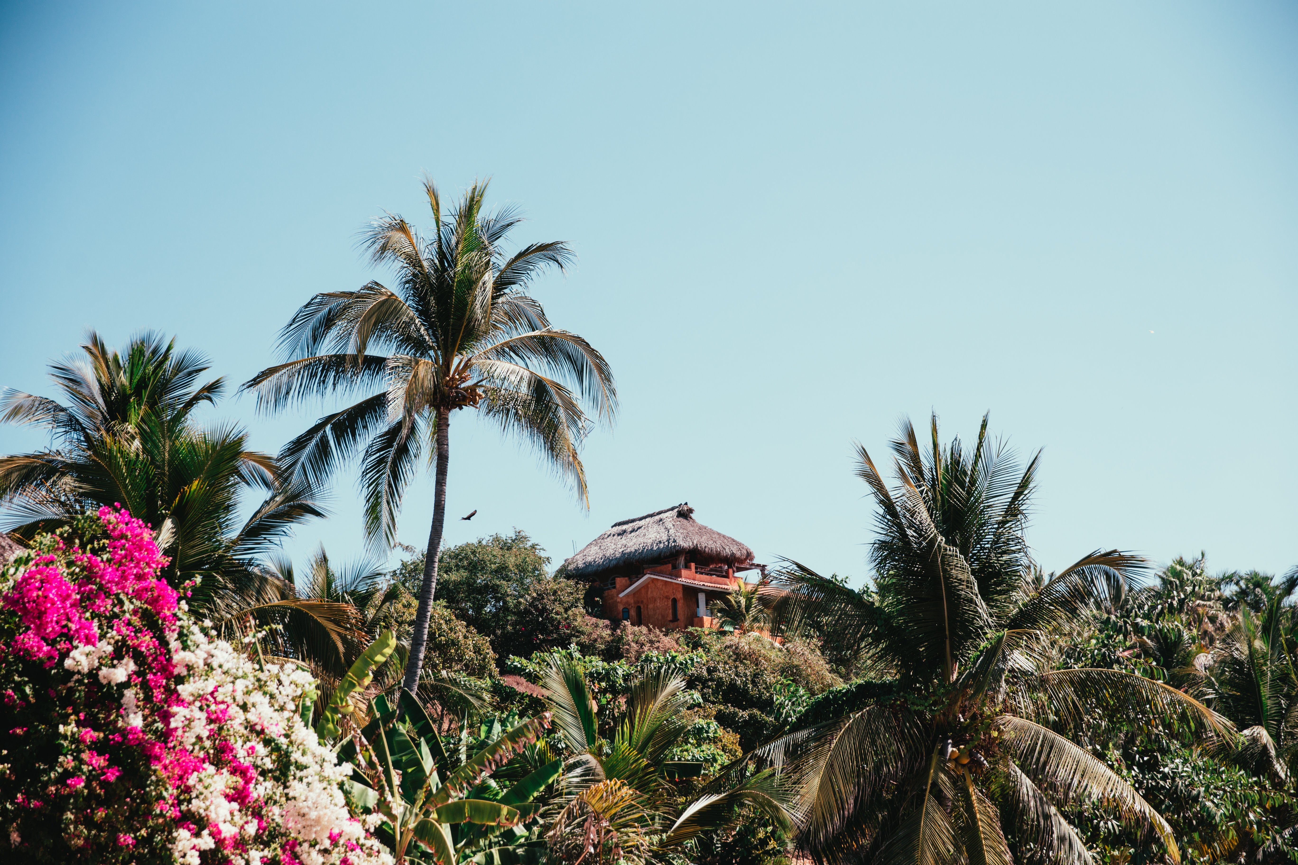 Cabane tropicale décorée d’une photo de palmiers